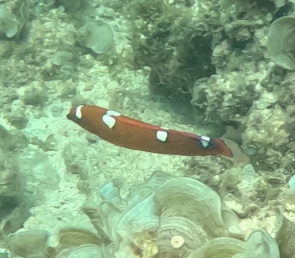 ツユベラ(幼魚)