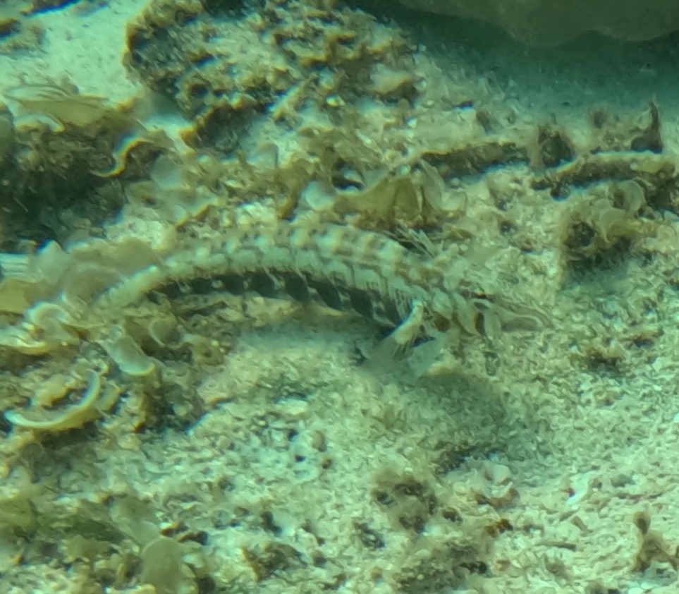 ヨツメトラギス(メス)