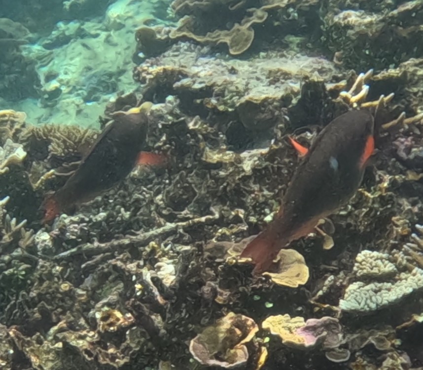 イチモンジブダイ(メス)