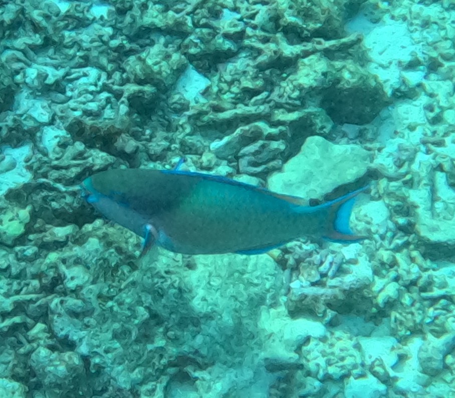 イチモンジブダイ(オス)