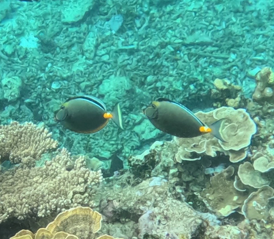 ミヤコテングハギ