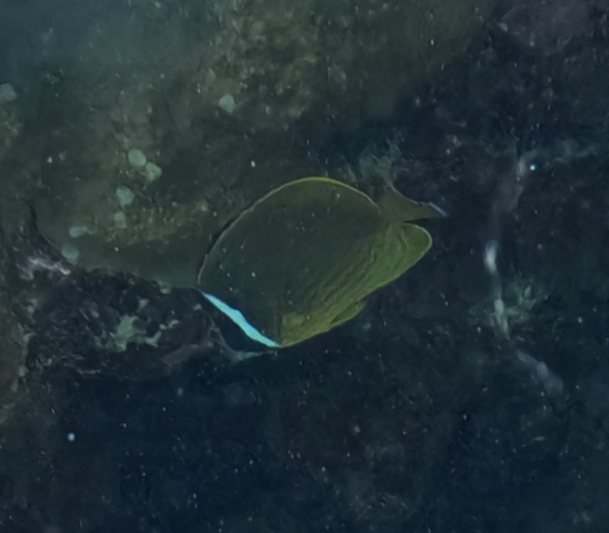 チョウチョウウオ