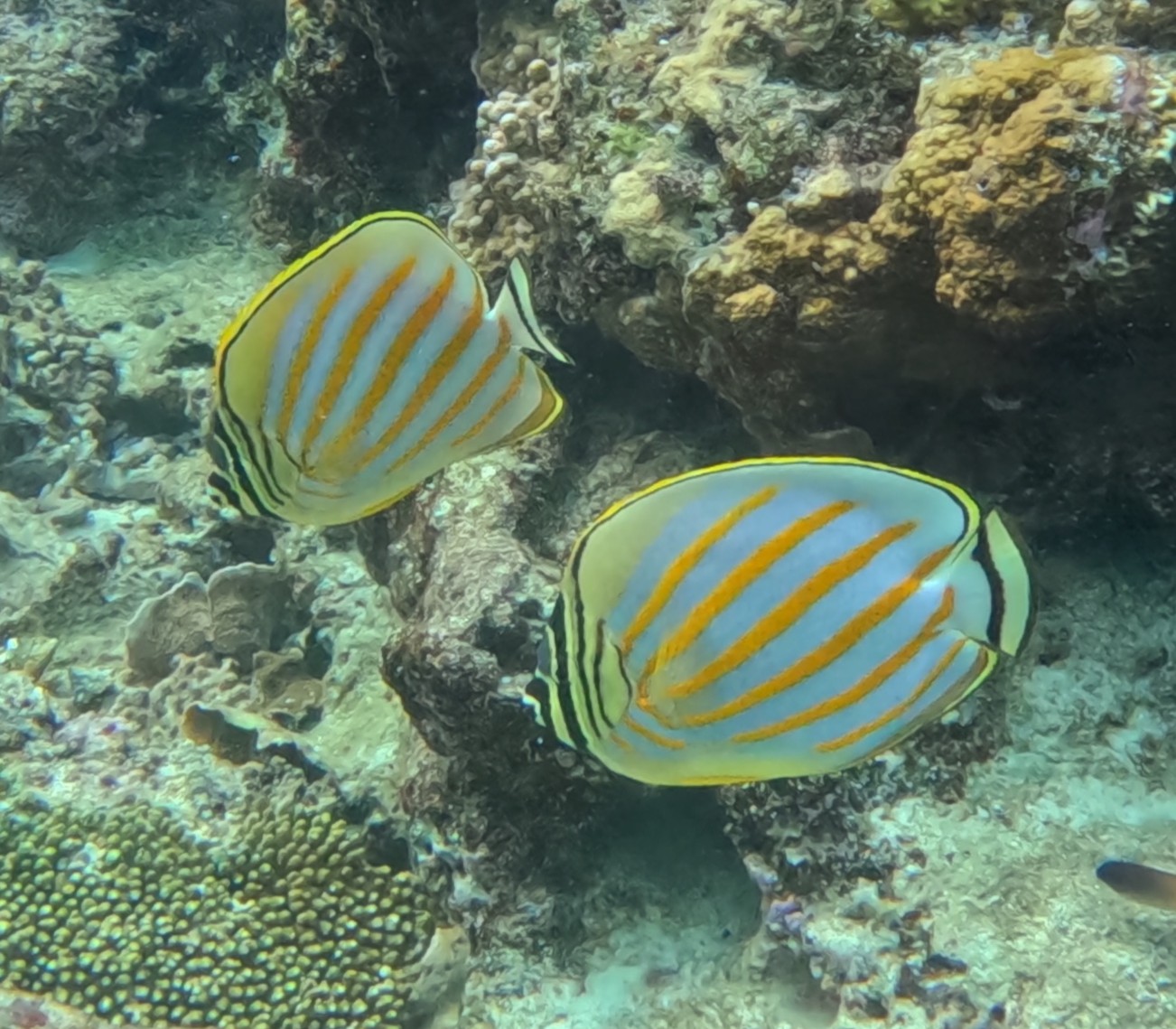 ハナグロチョウチョウウオ