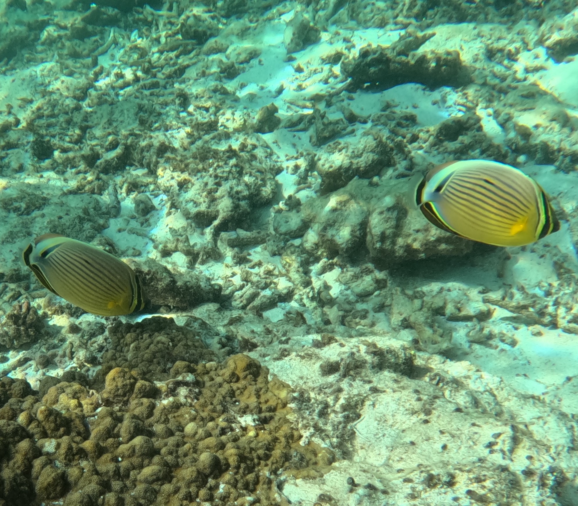 ミスジチョウチョウウオ