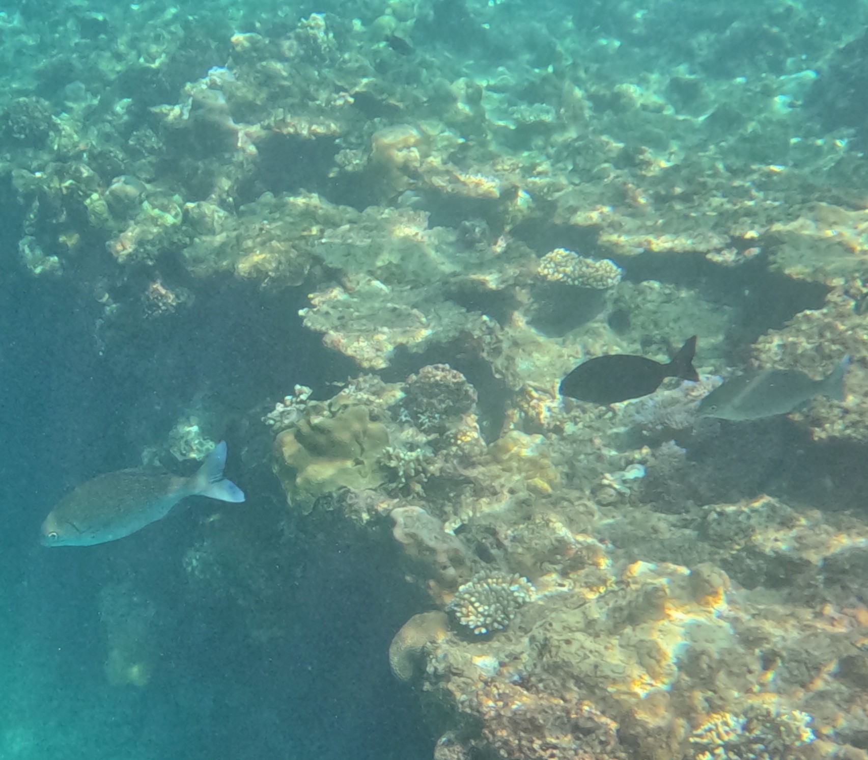 ミナミイスズミ