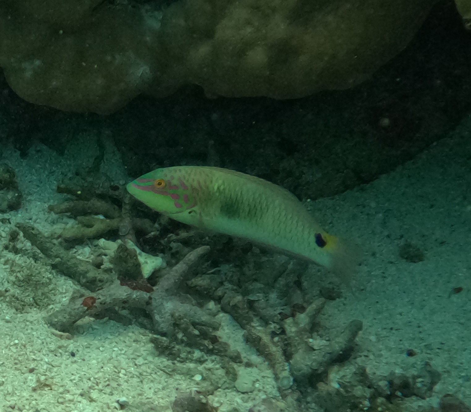 ミツボシキュウセン(メス)