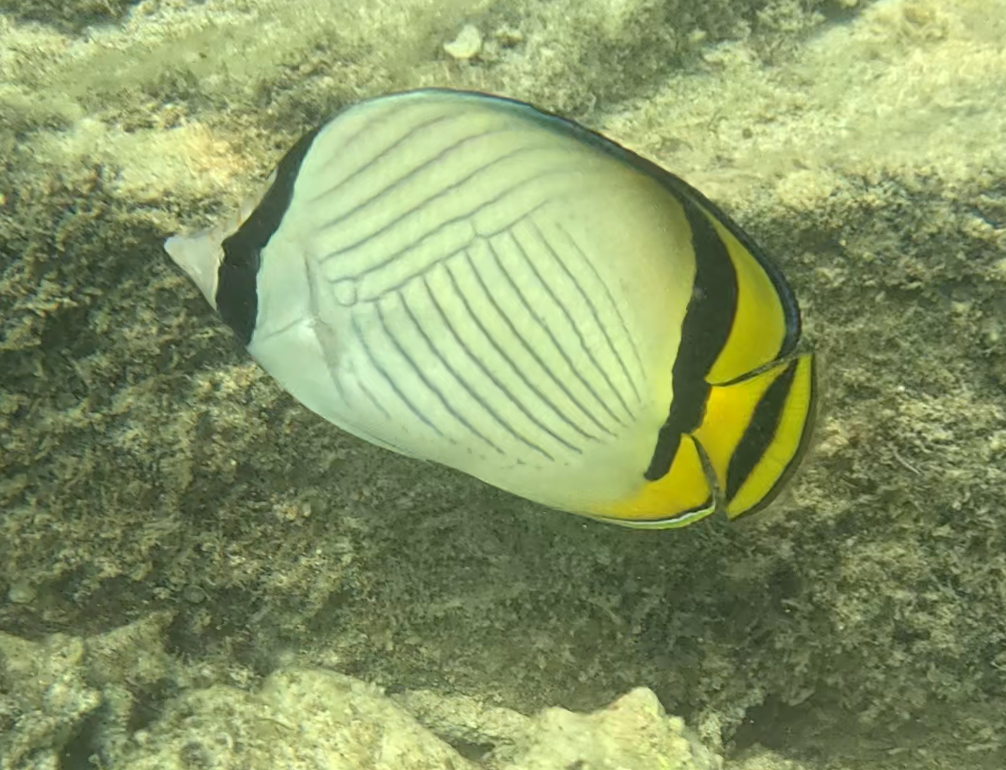 フウライチョウチョウウオ