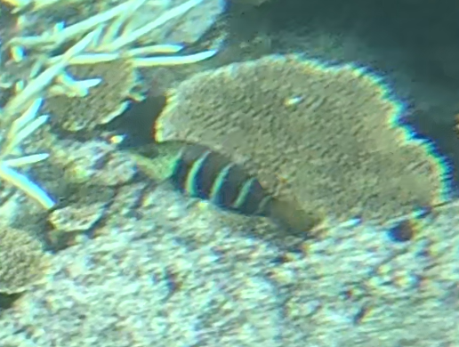 シマタレクチベラ