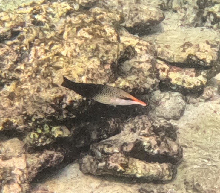 クギベラ(メス)