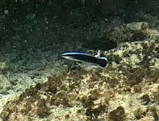 ホンソメワケベラ(幼魚)