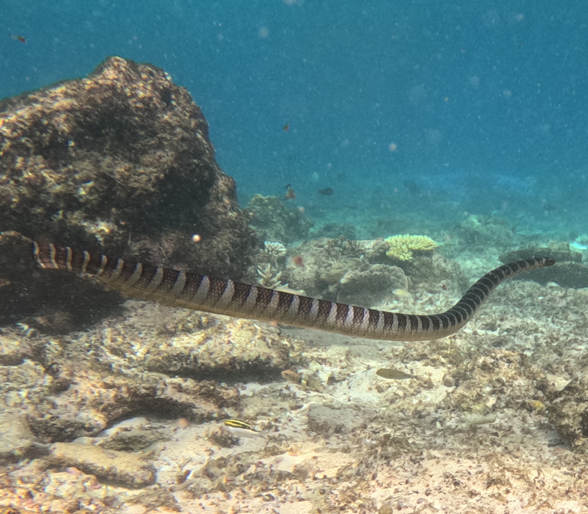 エラブウミヘビ