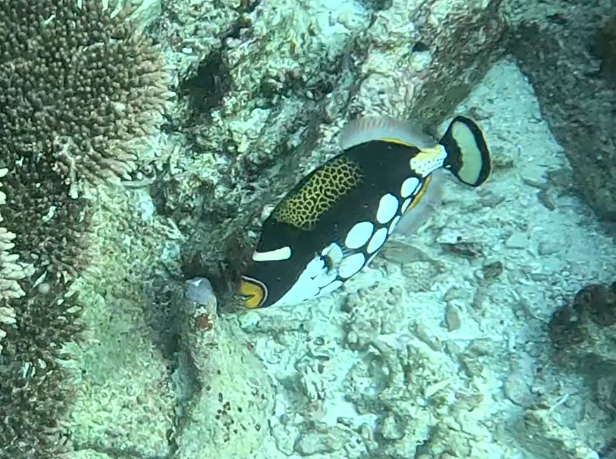 モンガラカワハギ