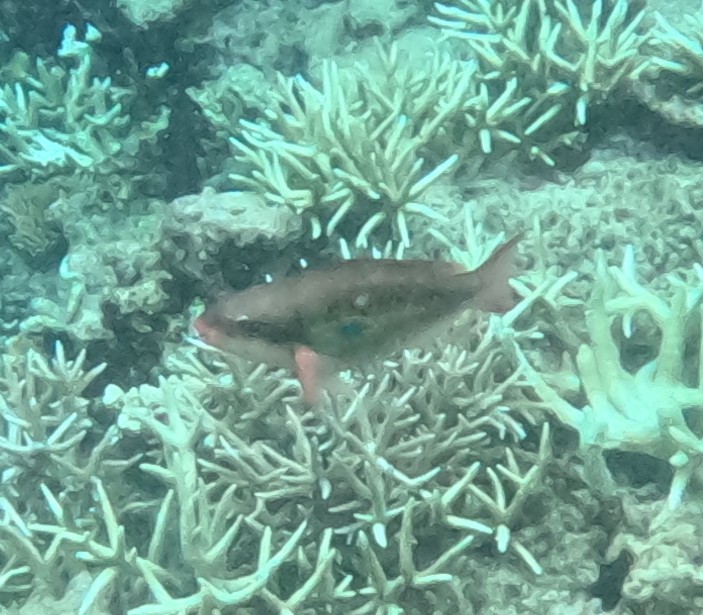 イチモンジブダイ(メス)