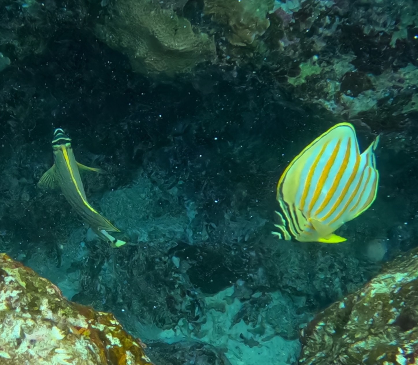 ハナグロチョウチョウウオ