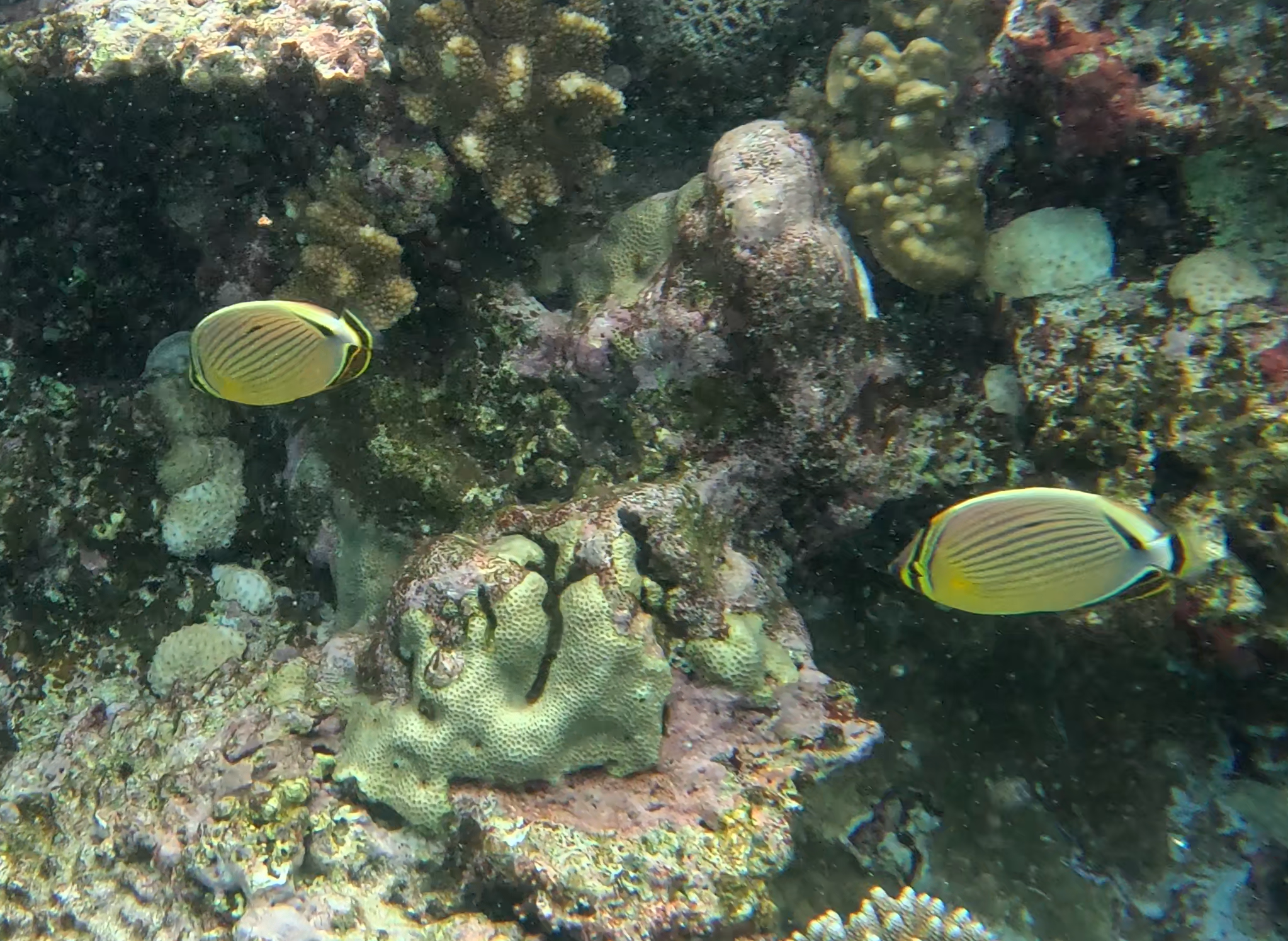 ミスジチョウチョウウオ