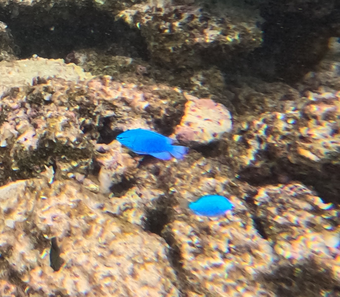 ルリスズメダイ