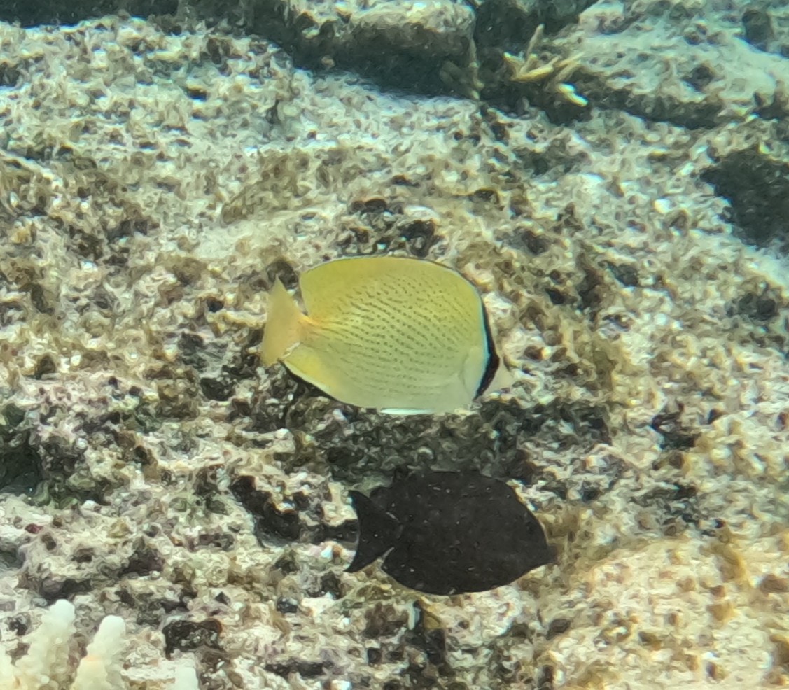 ゴマチョウチョウウオ