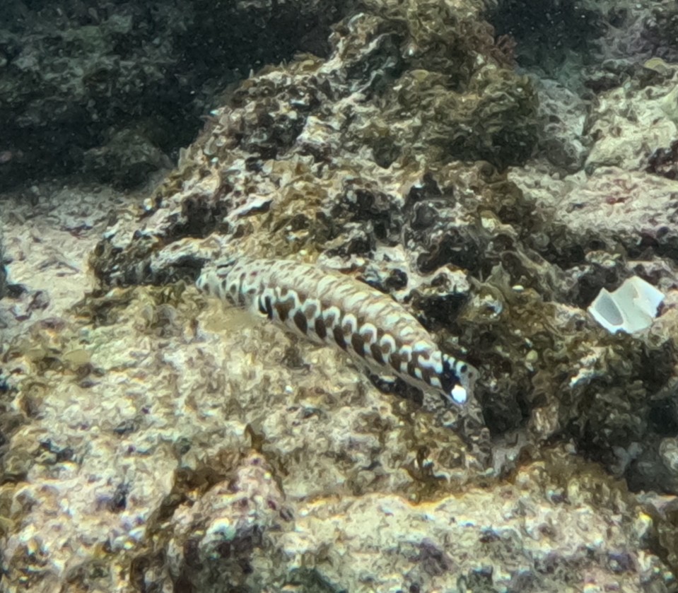 ワヌケトラギス