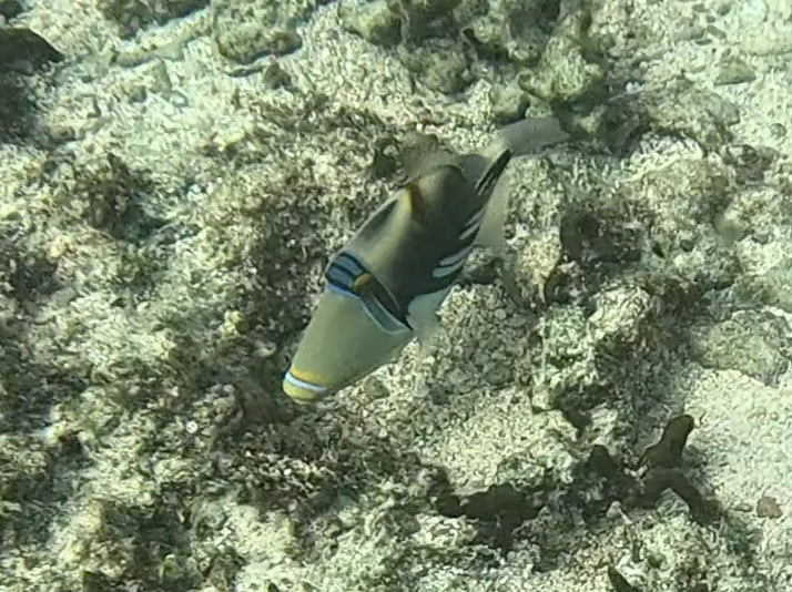 ムラサメモンガラ