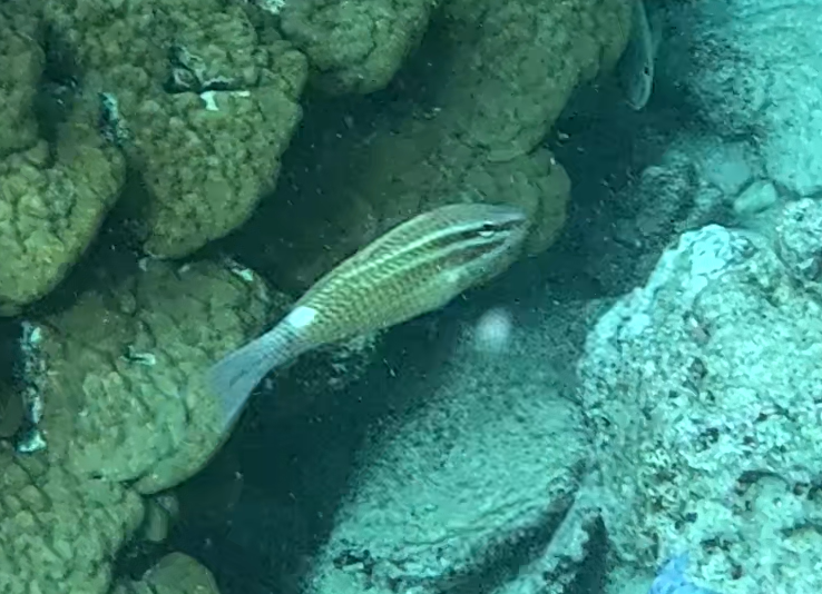 ホウライヒメジ