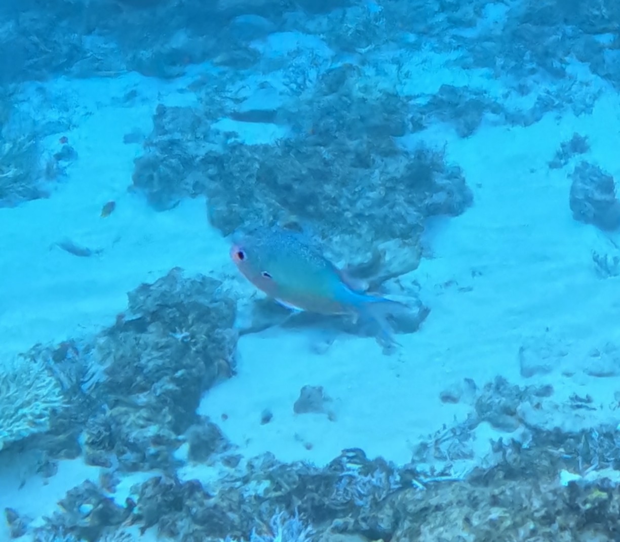 デバスズメダイ