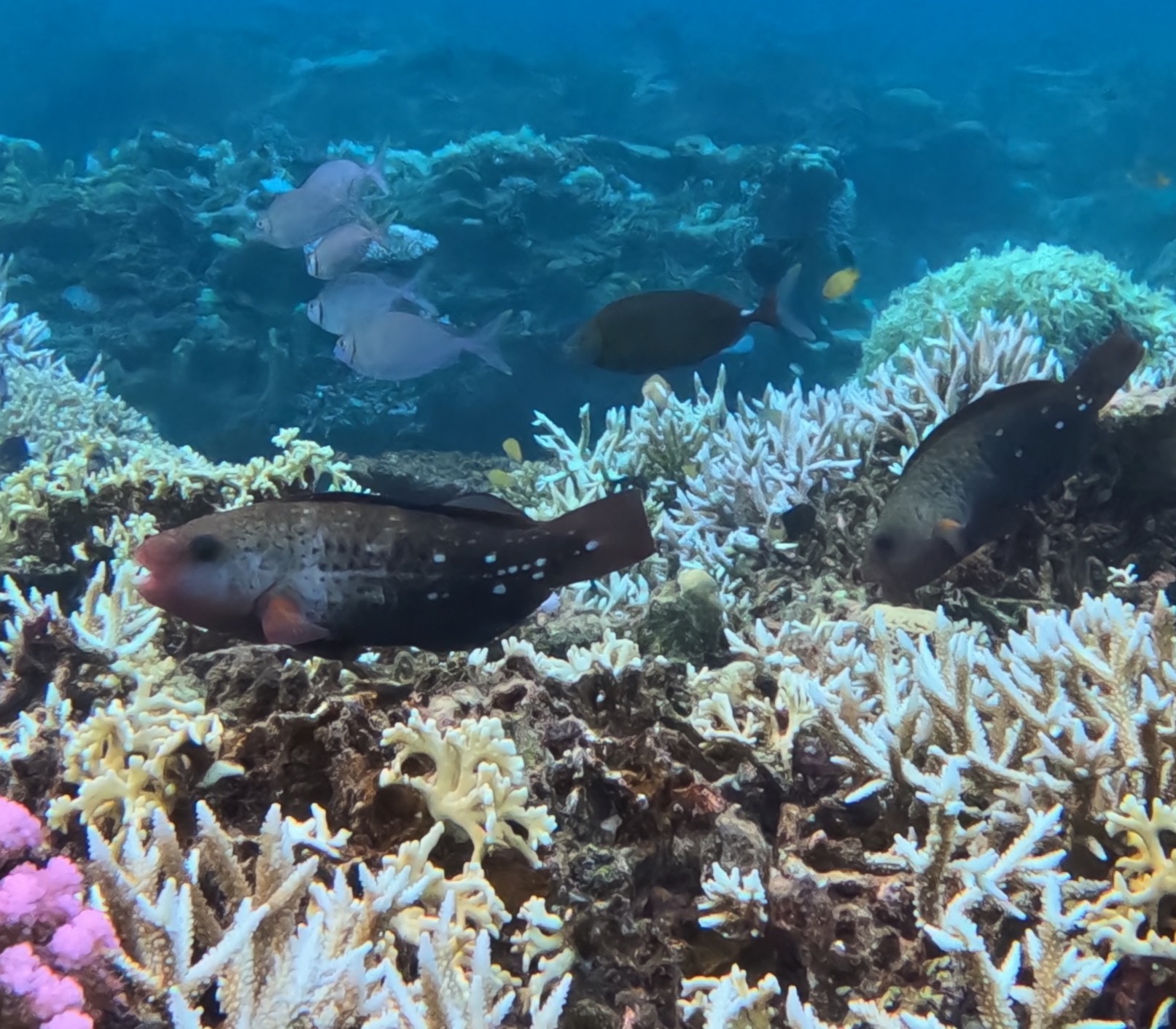 ハゲブダイ(メス)