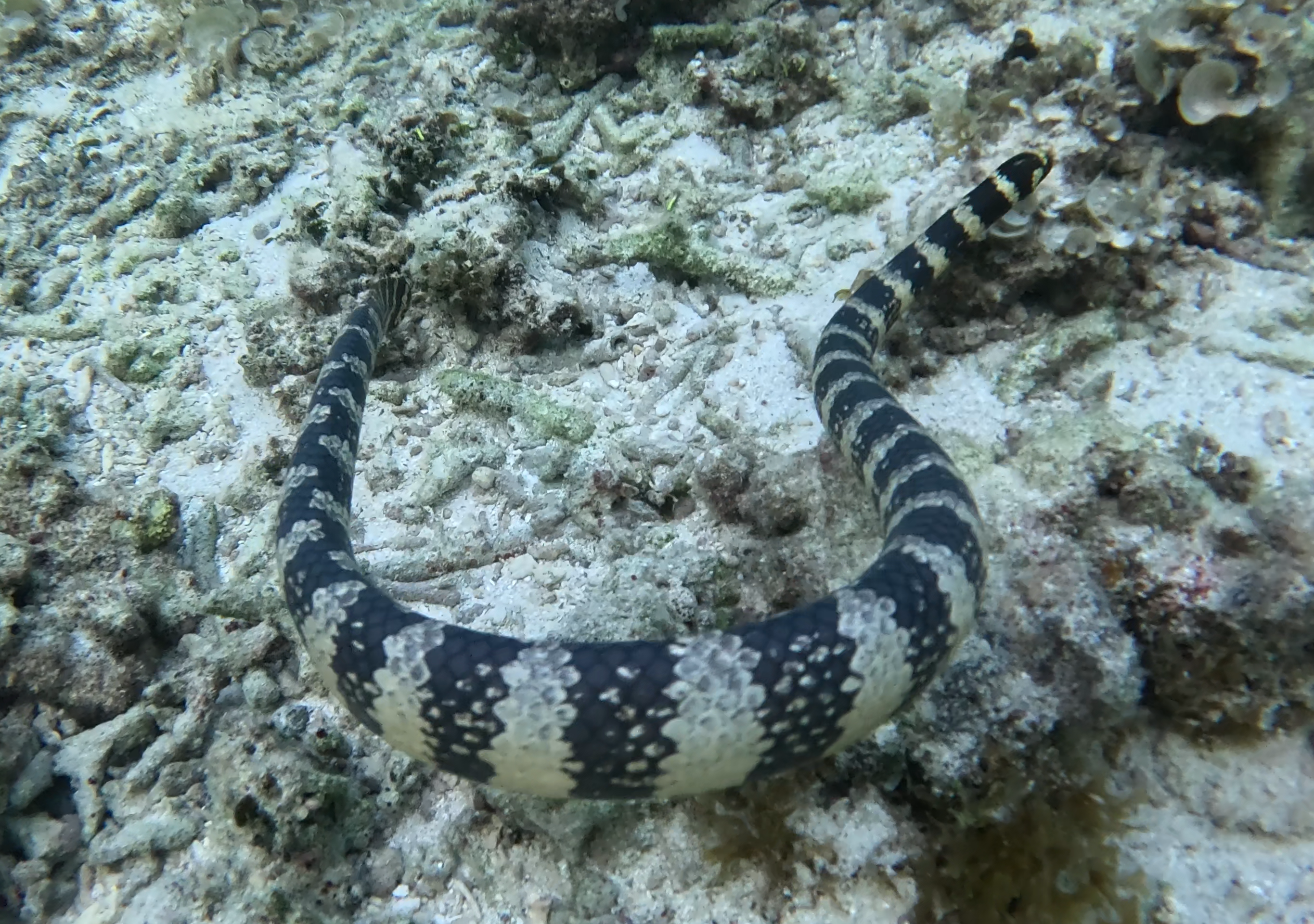 エラブウミヘビ