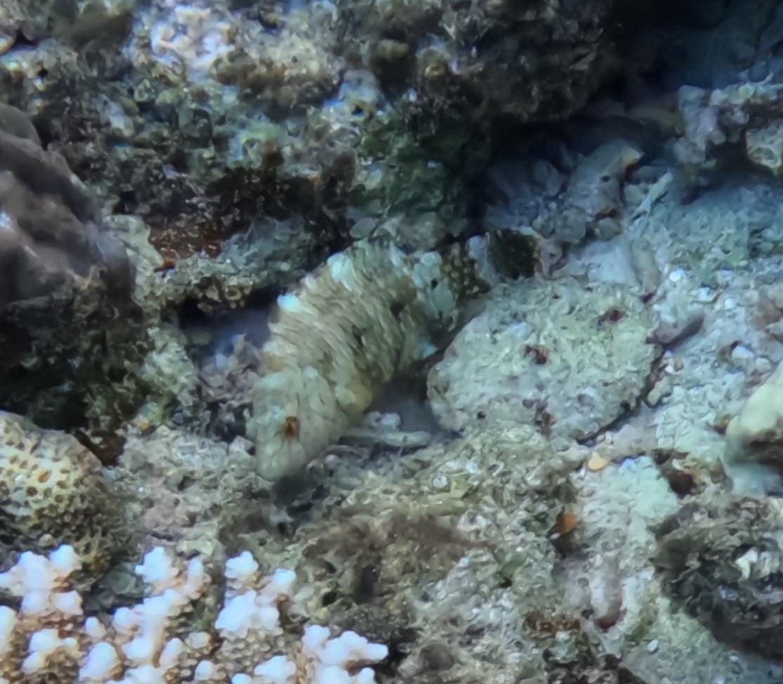 アカテンモチノウオ