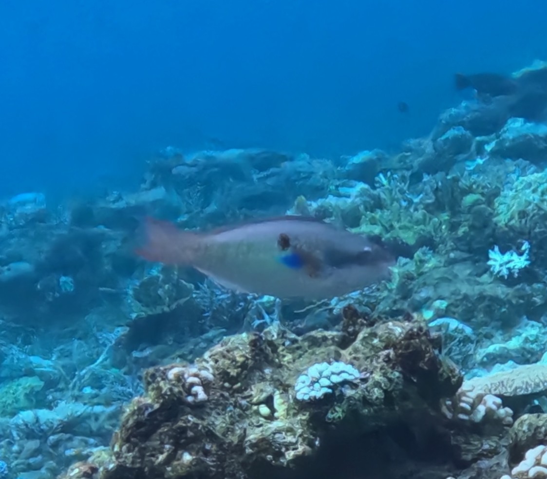 イチモンジブダイ(メス)