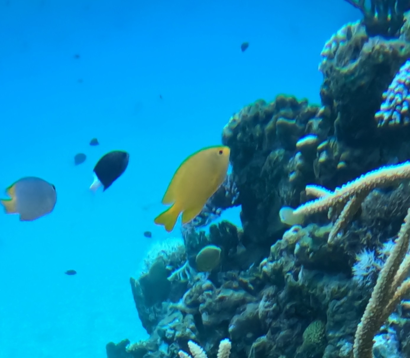 ネッタイスズメダイ