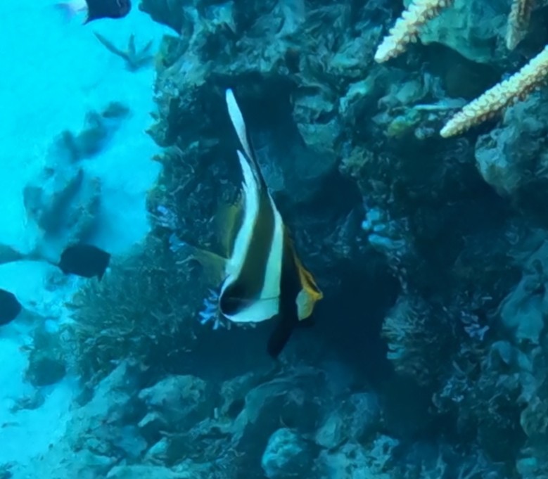 ミナミハタタテダイ