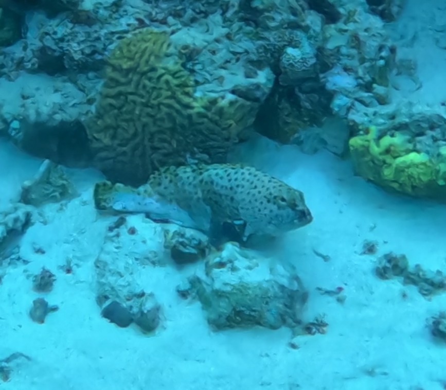 チャイロマルハタ