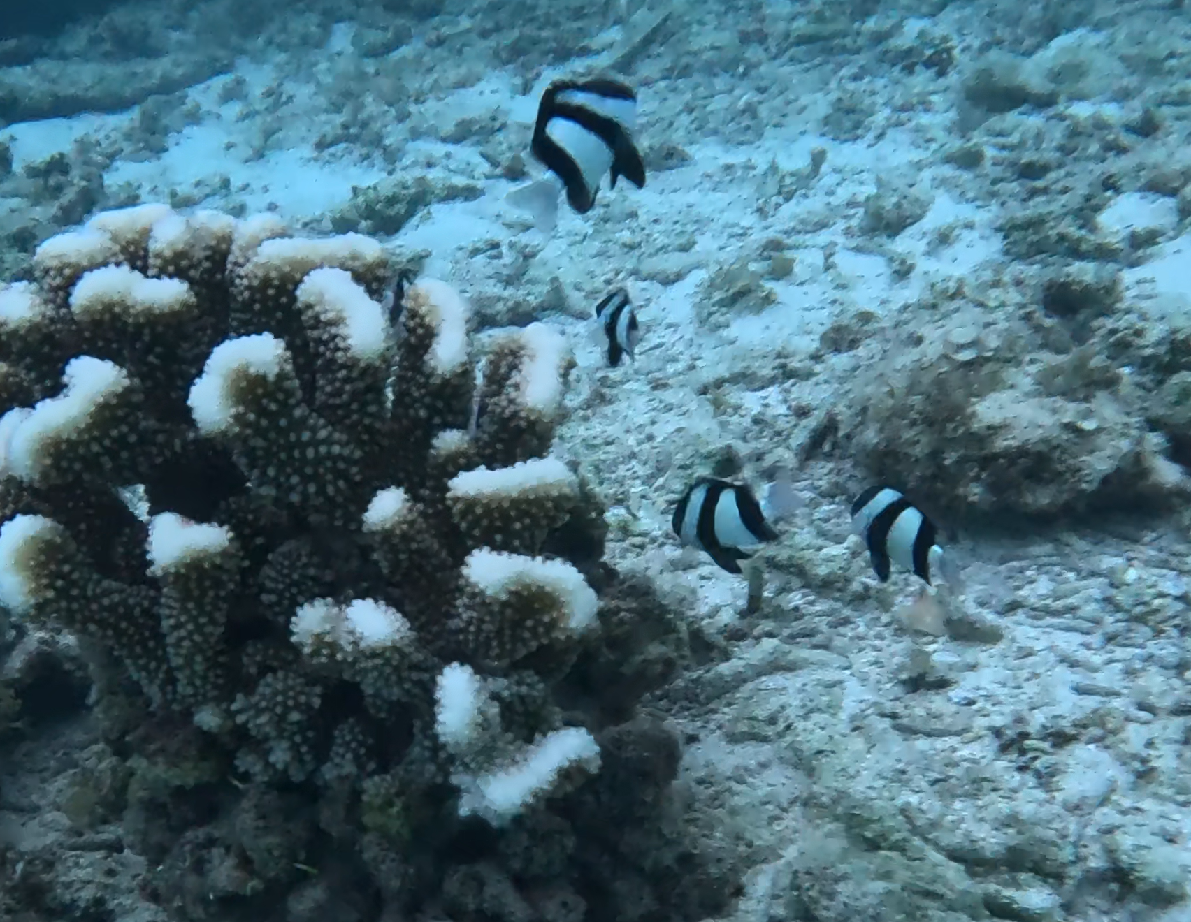 ミスジリュウキュウスズメダイ