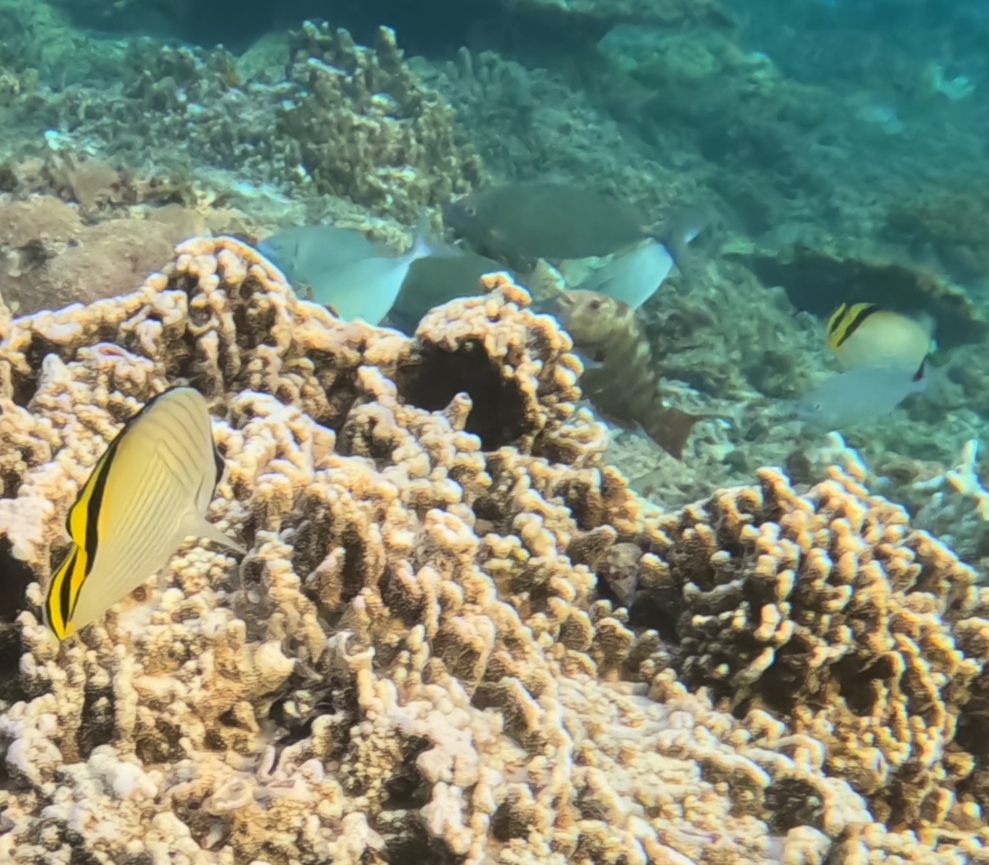 フウライチョウチョウウオ