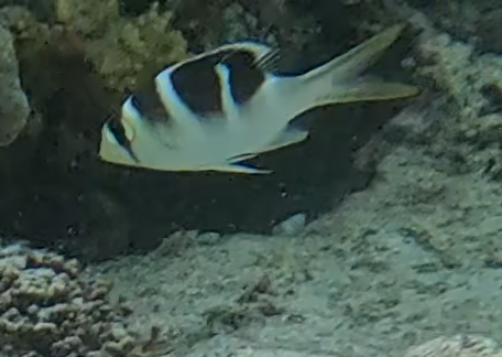 ヨコシマクロダイ