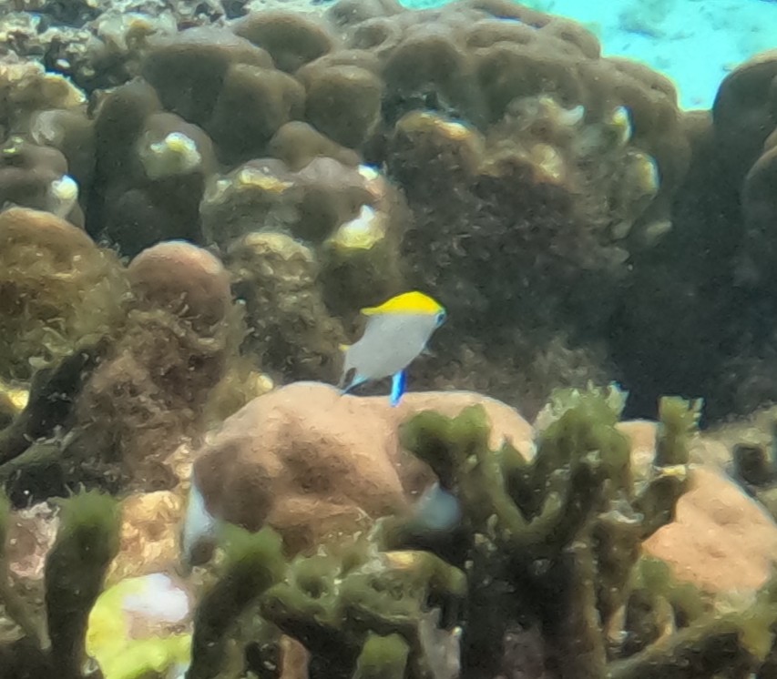 クロスズメダイ(幼魚)