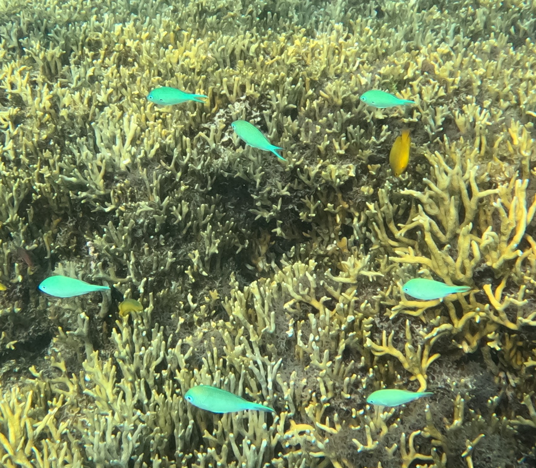 デバスズメダイ