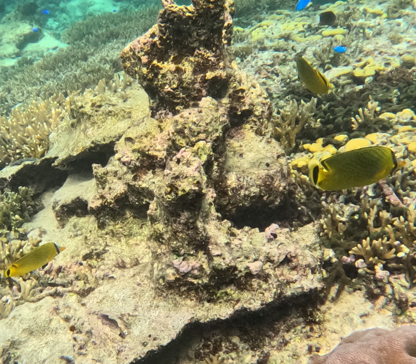 アミチョウチョウウオ