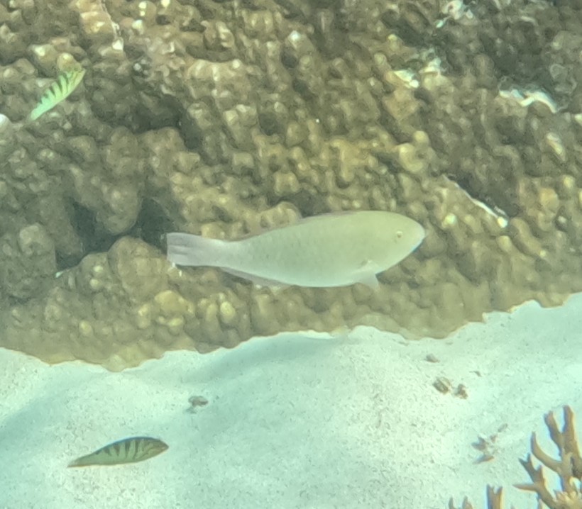 スジブダイ(メス)