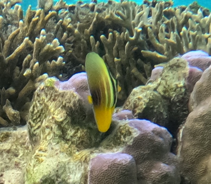 ヒレナガハギ(幼魚)