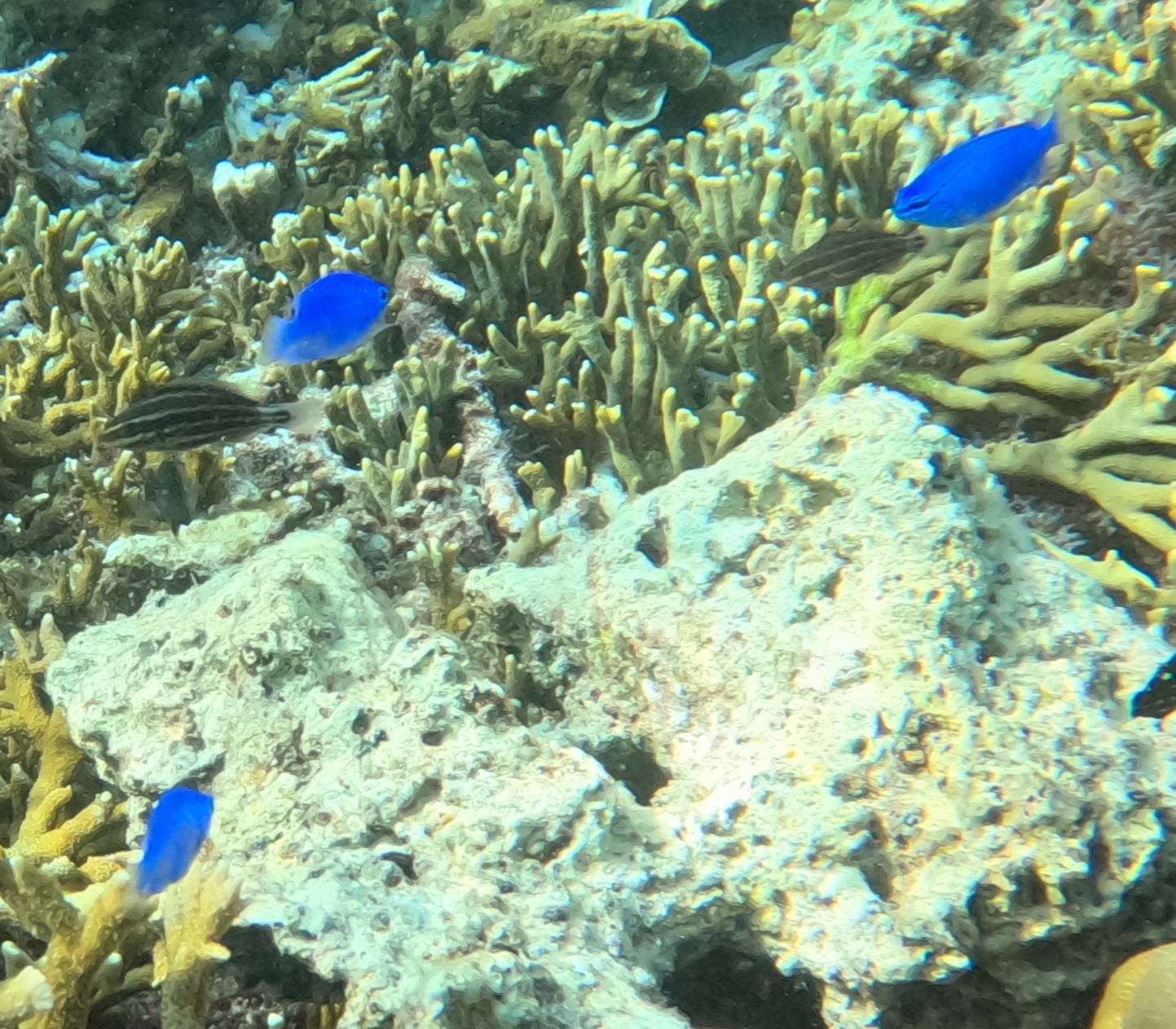 ルリスズメダイ