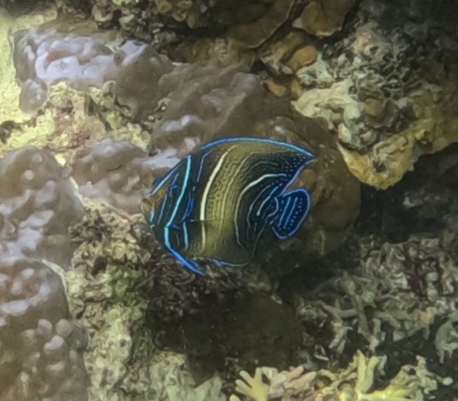 サザナミヤッコ(成長過程)