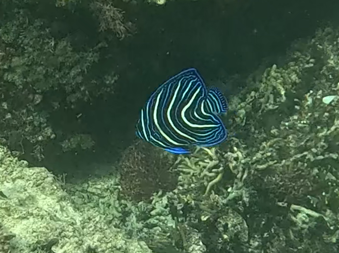 サザナミヤッコ(幼魚)