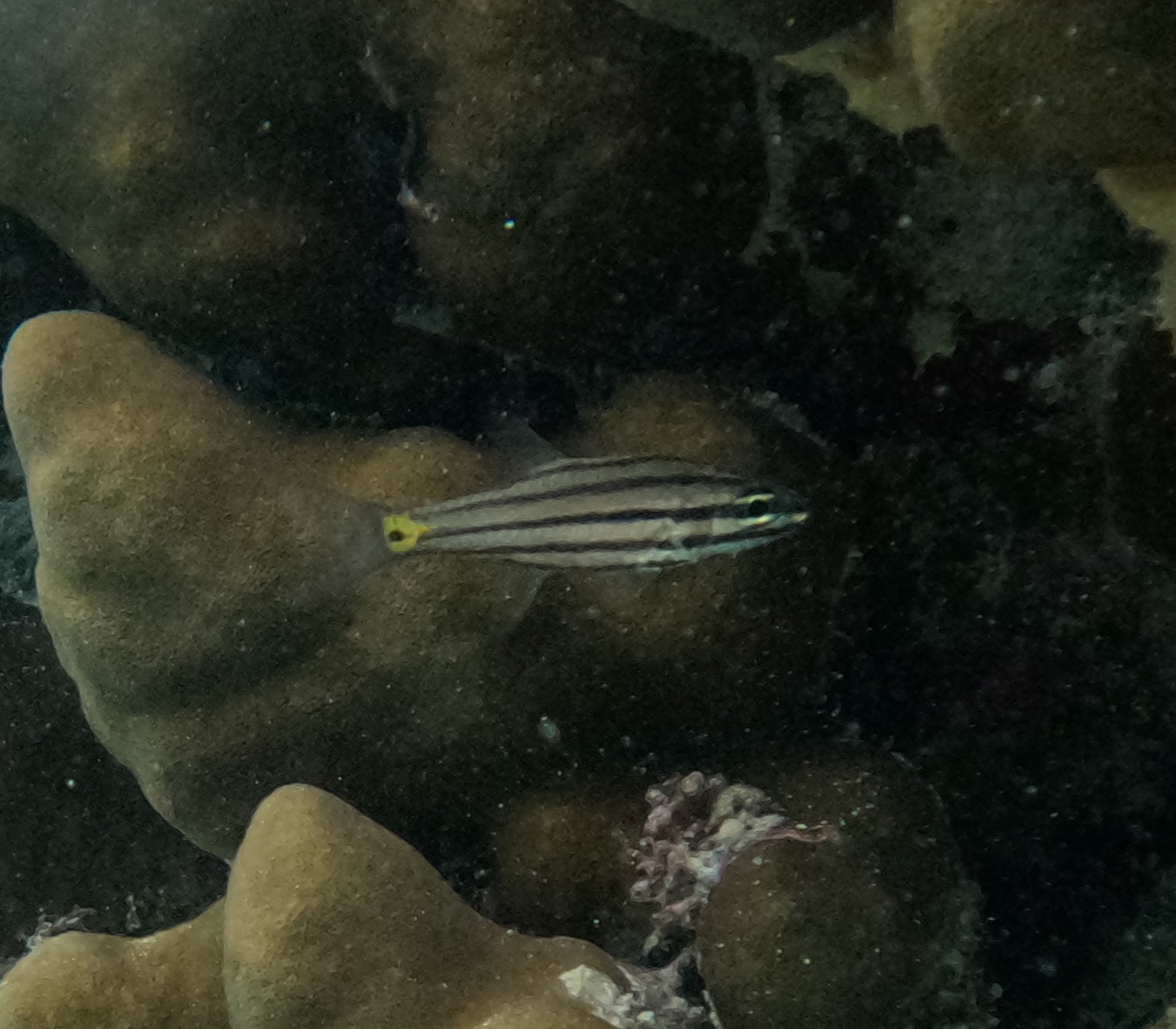 ヒラテンジクダイ