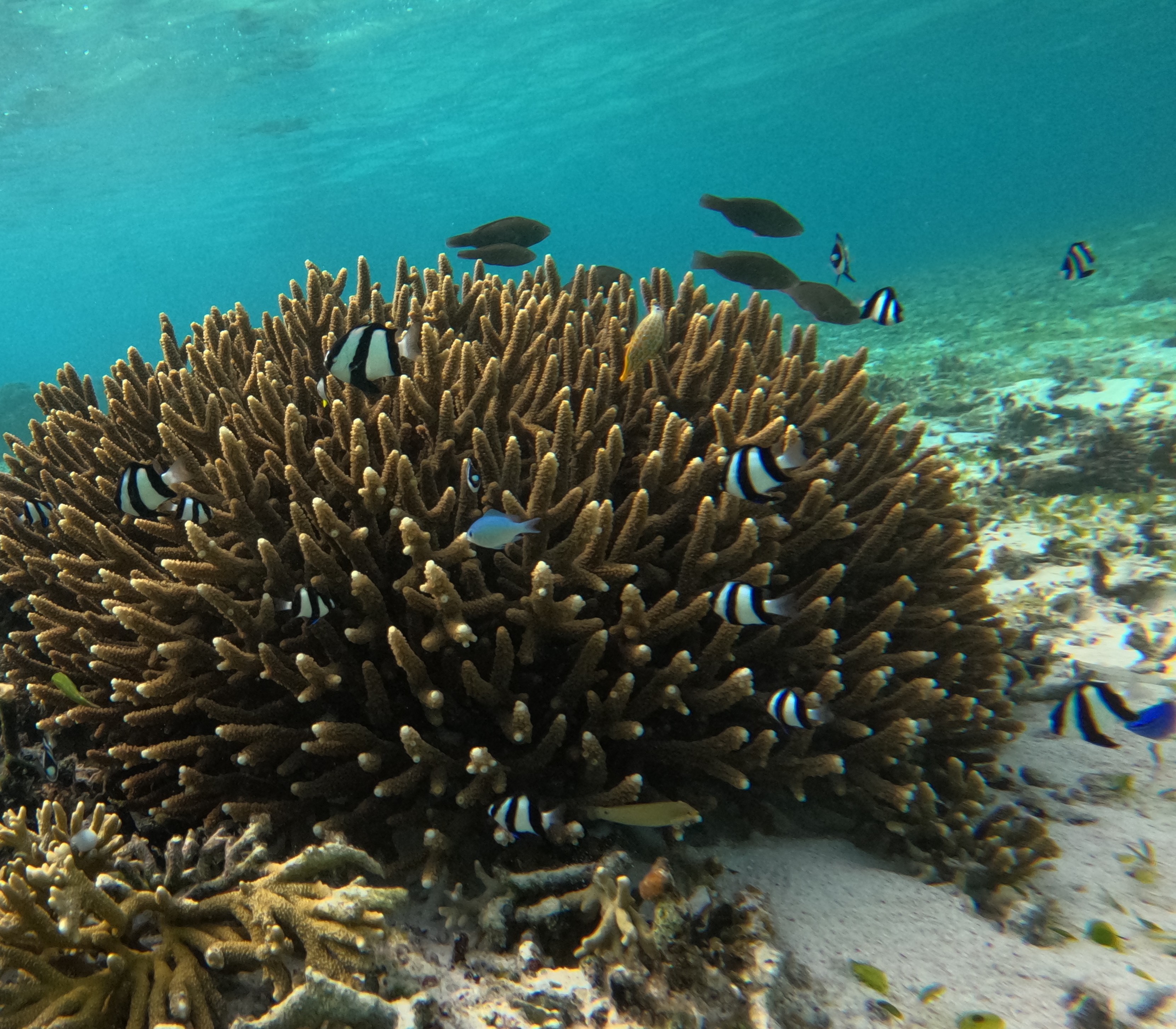 ミスジリュウキュウスズメダイ