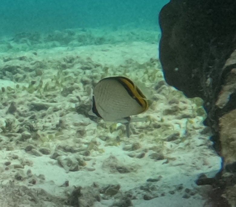 フウライチョウチョウウオ