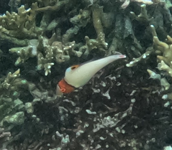 イロブダイ(幼魚)