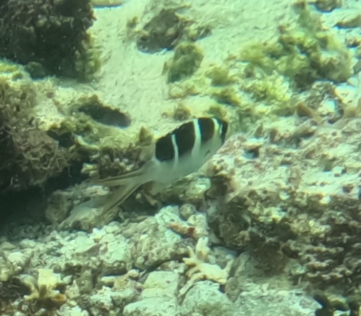 ヨコシマクロダイ