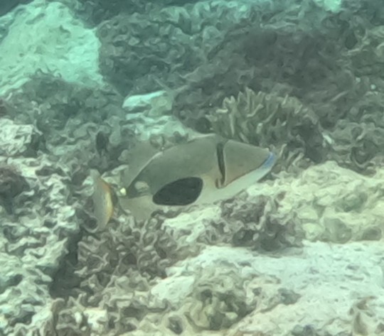 クラカケモンガラ