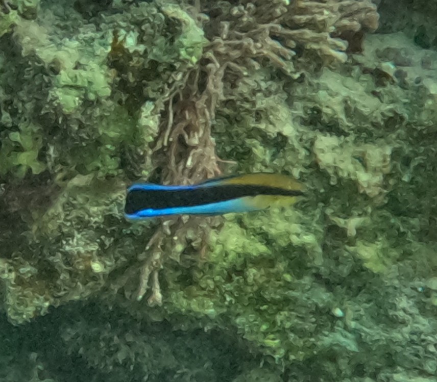 ホンソメワケベラ